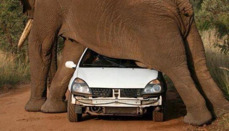 how-does-an-elephant-scratch-his-balls.jpg