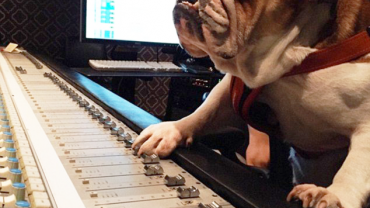 bouledogue.png