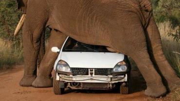 how-does-an-elephant-scratch-his-balls.jpg