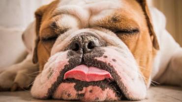 les-sondiers-120-tired-dog.jpg