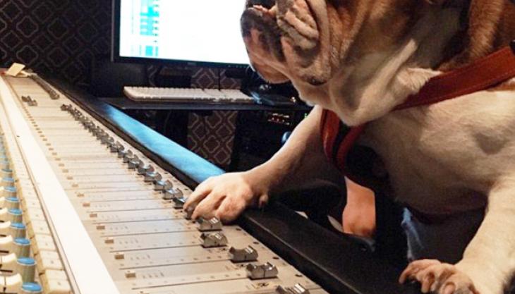 bouledogue.png