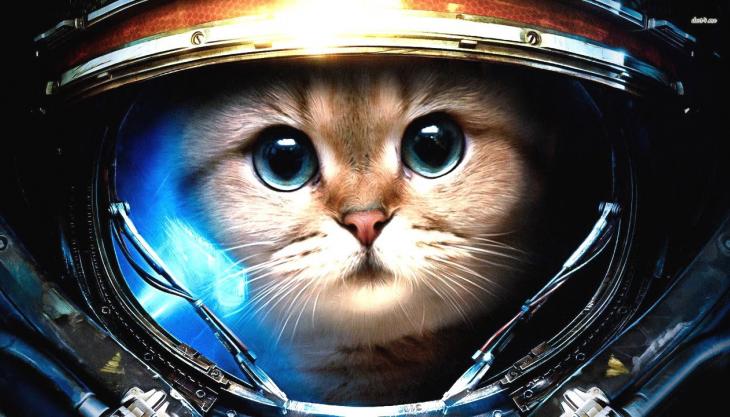 chat-espace.jpg