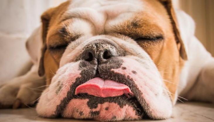 les-sondiers-120-tired-dog.jpg