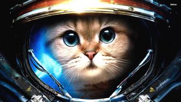 chat-espace.jpg