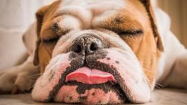 les-sondiers-120-tired-dog.jpg