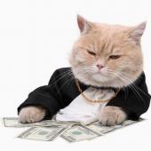 cat.jpg