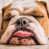 les-sondiers-120-tired-dog.jpg